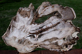 BREATHTAKING 18&quot;+ Saddle Mountain Kinky Fossil Conifer Petrified Wood Slab