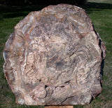 SIMPLY AMAZING 14+ lb. Madagascar Petrified Wood Log Mantle Piece - Beautifully Polished!