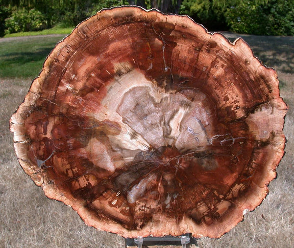 BURNING FIRE ORANGE 11&quot; Madagascar Petrified Wood Round - Incredible Slab!!