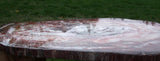 SiS: GIANT Petrified Wood Table Top - GORGEOUS 36&quot; Bold Striped RED Slab!