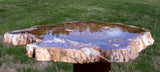 GOLD BLUE & KNOTTY 15&quot;+ Hubbard Basin Petrified Wood Round - Uncommonly Perfect Slab!