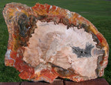 GLORIOUS COLOR 13&quot; Madagascar Petrified Wood Slab - Simply GORGEOUS Round!