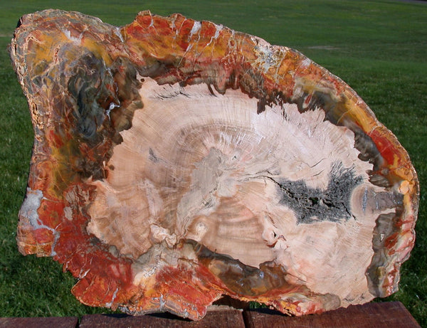 GLORIOUS COLOR 13&quot; Madagascar Petrified Wood Slab - Simply GORGEOUS Round!