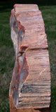 SPECTACULAR 5 3/4 lb.  Arizona RAINBOW Petrified Wood Conifer Log - Stunning Display Specimen!