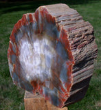 SPECTACULAR 5 3/4 lb.  Arizona RAINBOW Petrified Wood Conifer Log - Stunning Display Specimen!