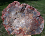 SPECTACULAR 5 3/4 lb.  Arizona RAINBOW Petrified Wood Conifer Log - Stunning Display Specimen!