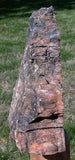 Polished Arizona Petrified Wood Sculpture: Black Woodworthia Log, 14+ lb