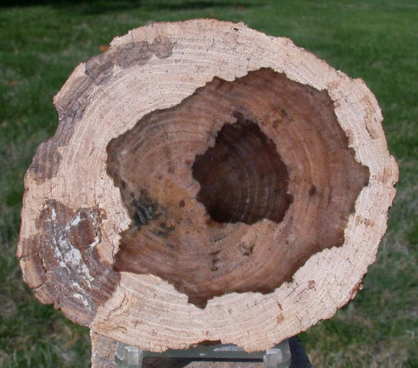 AMAZINGLY PERFECT 4&quot;+ Petrified Wood Round - McDermitt Oregon Locust Slab!!
