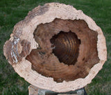 AMAZINGLY PERFECT 4"+ Petrified Wood Round - McDermitt Oregon Locust Slab!!