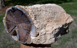 PERFECT 4 3/4 lb. Blue Forest Petrified Wood Log - Gorgeous Blue Agate in Fossil Wood!