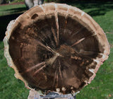 SiS: DRAMATIC PERFECTION African WOODWORTHIA Petrified Wood 6&quot; Round