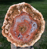 Rhex or Dadox? EXTREMELY RARE & ODD 5.5" Madagascar Petrified Wood Round!!