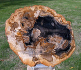 BEAUTIFUL 7"+ Petrified Wood Specimen - FOSSIL MERANTI - Indonesia