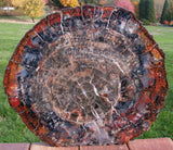 Gorgeous GLASSY 18&quot; Arizona Petrified Wood Round - Old Stock DENDRITIC Specimen!