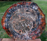 Gorgeous GLASSY 18&quot; Arizona Petrified Wood Round - Old Stock DENDRITIC Specimen!