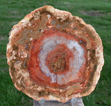 Rhex or Dadox? EXTREMELY RARE & ODD 5.5&quot; Madagascar Petrified Wood Round!!