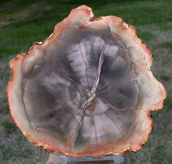 PERFECT & MIRROR POLISHED 5&quot; Madagascar Petrified Wood Slab - Premium Grade Round with Upgraded Polish!