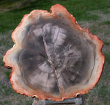 PERFECT & MIRROR POLISHED 5&quot; Madagascar Petrified Wood Slab - Premium Grade Round with Upgraded Polish!