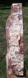SIMPLY AMAZING 14+ lb. Madagascar Petrified Wood Log Mantle Piece - Beautifully Polished!