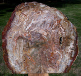 SIMPLY AMAZING 14+ lb. Madagascar Petrified Wood Log Mantle Piece - Beautifully Polished!
