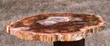 BURNING FIRE ORANGE 11&quot; Madagascar Petrified Wood Round - Incredible Slab!!