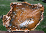GOLD BLUE & KNOTTY 15&quot;+ Hubbard Basin Petrified Wood Round - Uncommonly Perfect Slab!
