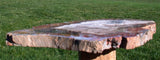 GLORIOUS COLOR 13&quot; Madagascar Petrified Wood Slab - Simply GORGEOUS Round!