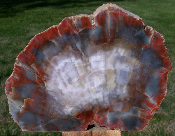 SPECTACULAR 5 3/4 lb.  Arizona RAINBOW Petrified Wood Conifer Log - Stunning Display Specimen!