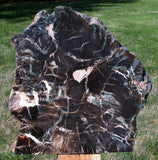 Polished Arizona Petrified Wood Sculpture: Black Woodworthia Log, 14+ lb