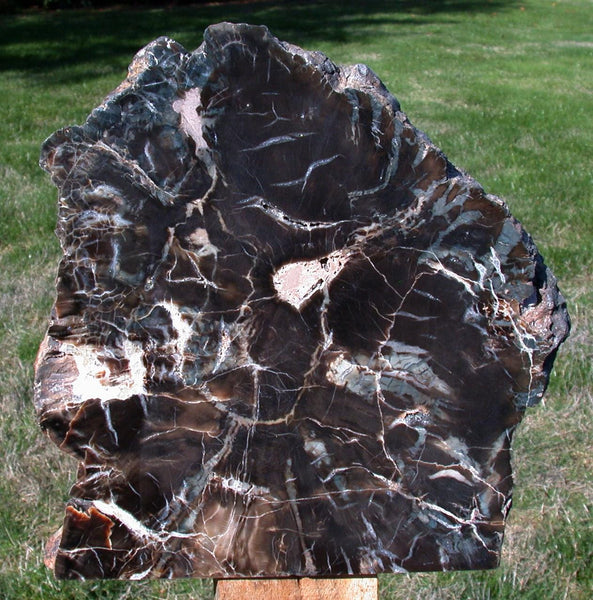Polished Arizona Petrified Wood Sculpture: Black Woodworthia Log, 14+ lb