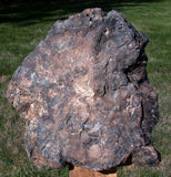 Polished Arizona Petrified Wood Sculpture: Black Woodworthia Log, 14+ lb