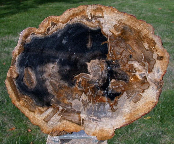 BEAUTIFUL 7&quot;+ Petrified Wood Specimen - FOSSIL MERANTI - Indonesia