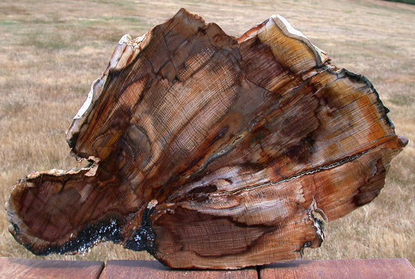 SiS: HUGE 14" POLISHED Stinking Water Oak Petrified Wood Slab - AMAZING SPECIMEN