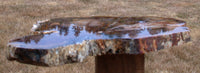 SiS: HUGE 14" POLISHED Stinking Water Oak Petrified Wood Slab - AMAZING SPECIMEN