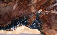 SiS: HUGE 14" POLISHED Stinking Water Oak Petrified Wood Slab - AMAZING SPECIMEN