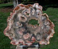 SiS: OUTSTANDING COLOR 6" African Rhexoxylon Mirror Polished Slab RARE & ANCIENT