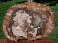 SiS: RICH GOLD & OLIVE Colored 15" Madagascar Petrified Wood Round - NICE SLAB!