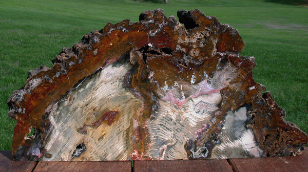 SiS: MASSIVE DRAMATIC 17" SCULPTURE Hubbard Basin Petrified Wood Polished Log