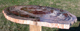 SiS: BOLDLY RINGED 22" Arizona Rainbow Petrified Wood Conifer Round - TABLE TOP!