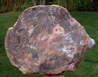 SiS: FANTASTIC WOOD GRAIN 16# Madagascar Petrified Wood Log Polished Sculpture!