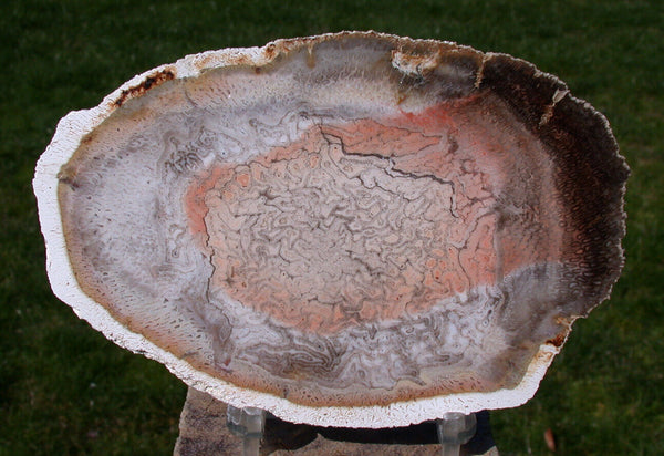 SiS: Porcelain Polished Petrified TREE FERN slab - BEAUTIFUL Orange Heart Fossil