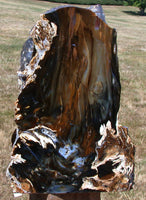 SiS: DARK & KNOTTY 7lb. Hubbard Basin Petrified Wood Log Standing Sculpture!!