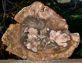 SiS: RICH GOLD & OLIVE Colored 15" Madagascar Petrified Wood Round - NICE SLAB!