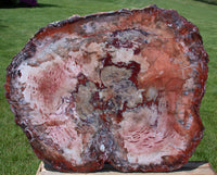 SiS: INCREDIBLE RED TIGER 33"+ Petrified Wood Table Top Slab - MY FAVORITE!