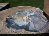 SiS: MASSIVE 29 lb EDEN VALLEY WY Petrified Wood Bookends - Natural Fossil Art!