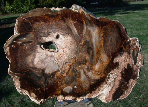 SiS: Beautiful MIRROR POLISHED 10" Saddle Mountain Fossil Petrified Wood Slab!