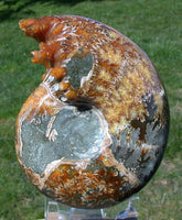 SiS: EXQUISITE FAT Puzosia 5" Ancient Ammonite - Sutured Fossil Gemstone!!