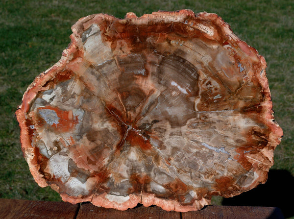 SiS: SUPERIOR QUALITY 14" Madagascar Petrified Wood Round - Warm Rich Color!