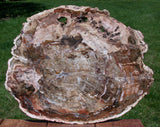 SiS: MASSIVE Wood Toned Hues 17" Madagascar Petrified Wood Slab -Gorgeous Round!