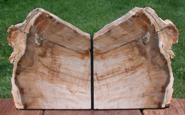 SiS: ANCIENT FOSSIL SEQUOIA 6+ lb. Petrified Wood Bookends - Ashwood Oregon!